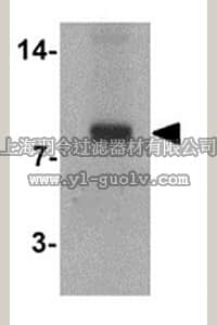 merck millipore,默克密理博,ABN480,Anti-SELK Antibody