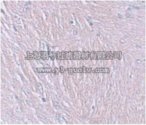 merck millipore,默克密理博,ABN481,Anti-Synaptopodin Antibody