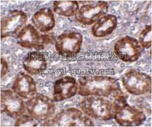 merck millipore,默克密理博,ABN483,Anti-RTP801 Antibody