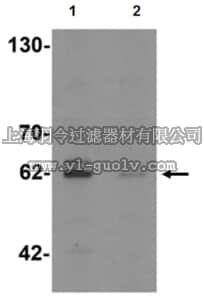 merck millipore,默克密理博,ABN484,Anti-KCNK13 Antibody