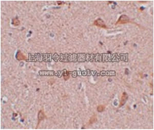 merck millipore,默克密理博,ABN485,Anti-SIPA1L1 Antibody