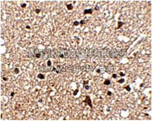 merck millipore,默克密理博,ABN487,Anti-JPH3 Antibody