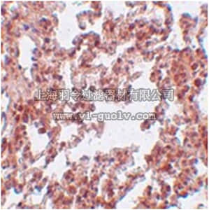 merck millipore,默克密理博,ABN488,Anti-SRPX2 Antibody