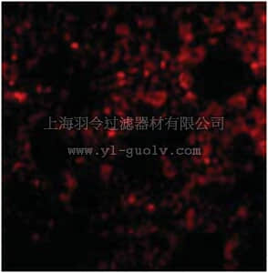merck millipore,默克密理博,ABN489,Anti-PEN2 Antibody