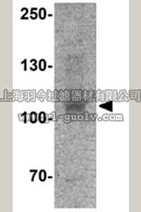 merck millipore,默克密理博,ABN490,Anti-THBS4 Antibody
