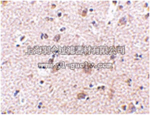 merck millipore,默克密理博,ABN491,Anti-MANF Antibody
