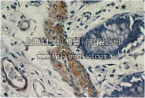 merck millipore,默克密理博,ABN498,Anti-MYH11 Antibody