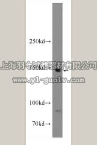 merck millipore,默克密理博,ABN499,Anti-MYBPC3 Antibody