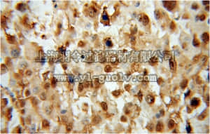 merck millipore,默克密理博,ABN501,Anti-FGF13 Antibody