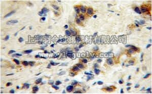 merck millipore,默克密理博,ABN505,Anti-GABRG1 Antibody