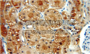 merck millipore,默克密理博,ABN506,Anti-GLI2 Antibody