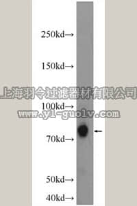 merck millipore,默克密理博,ABN509,Anti-SV2C Antibody