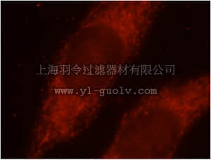 merck millipore,默克密理博,ABN510,Anti-AKAP Antibody1