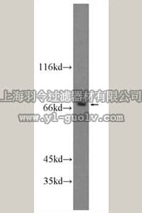 merck millipore,默克密理博,ABN513,Anti-SOX5 Antibody