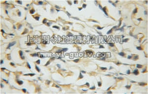 merck millipore,默克密理博,ABN514,Anti-SLC38A1 Antibody