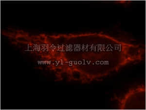 merck millipore,默克密理博,ABN518,Anti-CPT1 AntibodyA