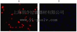 merck millipore,默克密理博,ABN51,Anti-Fox-3 Antibody