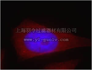 merck millipore,默克密理博,ABN520,Anti-MPRIP Antibody