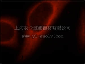 merck millipore,默克密理博,ABN522,Anti-ACLY Antibody