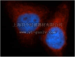 merck millipore,默克密理博,ABN527,Anti-VAPB Antibody