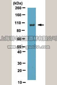 merck millipore,默克密理博,ABN57,Anti-10-formyltetrahydrofolate dehydrogenase Antibody