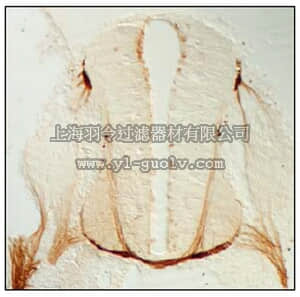 merck millipore,默克密理博,ABN58,Anti-phospho MAP1B (Thr1265) Antibody