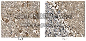 merck millipore,默克密理博,ABN59,Anti-S100B Antibody