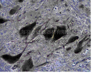 merck millipore,默克密理博,ABN60,Anti-Tryptophan hydroxylase 2 Antibody