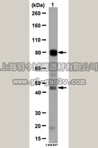 merck millipore,默克密理博,ABN61,Anti-Alpha-dystrobrevin Antibody