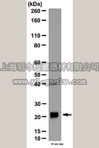 merck millipore,默克密理博,ABN63,Anti-GPx1 Antibody