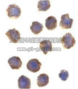 merck millipore,默克密理博,ABN644,Anti-Precerebellin Antibody