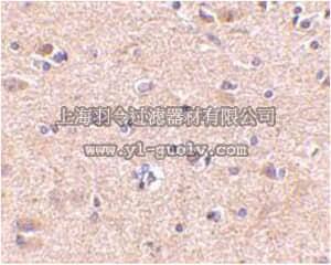 merck millipore,默克密理博,ABN652,Anti-VGF Antibody
