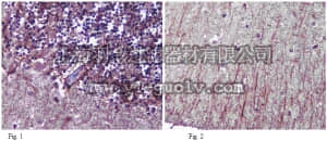 merck millipore,默克密理博,ABN65,Anti-LXRbeta Antibody