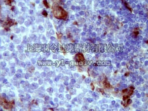 merck millipore,默克密理博,ABN67,Anti-AIF-1 Antibody
