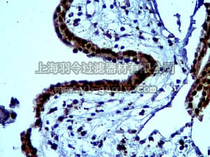 merck millipore,默克密理博,ABN68,Anti-Bystin Antibody