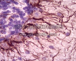 merck millipore,默克密理博,ABN76,Anti-Neurofilament H (200 kDa) Antibody