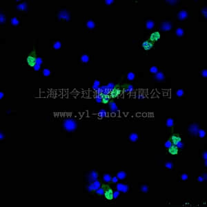 merck millipore,默克密理博,ABN78A4,Anti-NeuN (rabbit) Antibody, Alexa Fluor 488 Conjugate,ABN78A4