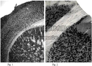 merck millipore,默克密理博,ABN78B,Anti-NeuN (rabbit) Antibody, Biotin Conjugate,ABN78B