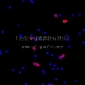 merck millipore,默克密理博,ABN78C3,Anti-NeuN (rabbit) Antibody, Cy3 Conjugate