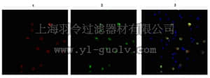 merck millipore,默克密理博,ABN78,Anti-NeuN (rabbit) Antibody