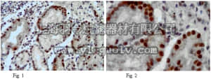 merck millipore,默克密理博,ABN87,Anti-DSCR3 Antibody