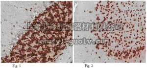 merck millipore,默克密理博,ABN90,Anti-NeuN Antibody