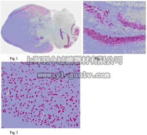 merck millipore,默克密理博,ABN91,Anti-NeuN Antibody