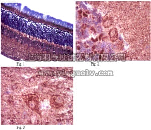 merck millipore,默克密理博,ABN95,Anti-OPA1 Antibody