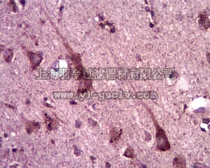 merck millipore,默克密理博,ABN97,Anti-Neurexin2 Antibody