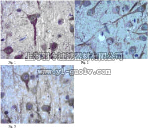 merck millipore,默克密理博,ABN98,Anti-Neurexin-1-alpha Antibody