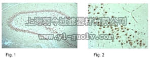 merck millipore,默克密理博,ABN99,Anti-phospho NR1 (Ser897) Antibody