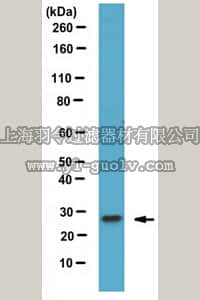 merck millipore,默克密理博,ABS1026,Anti-Rab27B Antibody