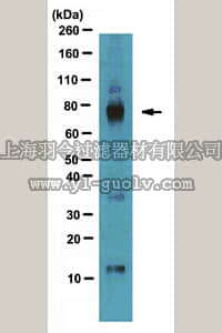 merck millipore,默克密理博,ABS102,Anti-AKAP 79 Antibody