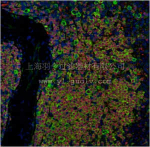 merck millipore,默克密理博,ABS1064,Anti-Hypusine Antibody Antibody